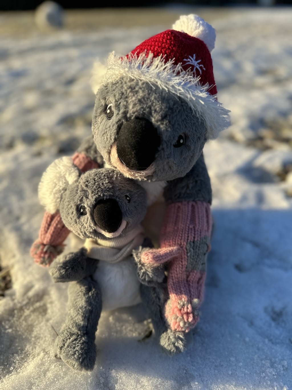 Koala mit Baby sitzt im Schnee